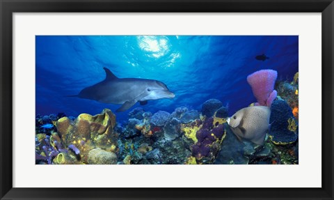 Framed Bottle-Nosed dolphin (Tursiops truncatus) and Gray angelfish (Pomacanthus arcuatus) on coral reef in the sea Print