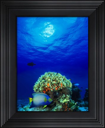 Framed Queen angelfish (Holacanthus ciliaris) and Blue chromis (Chromis cyanea) with Black Durgon in the sea Print