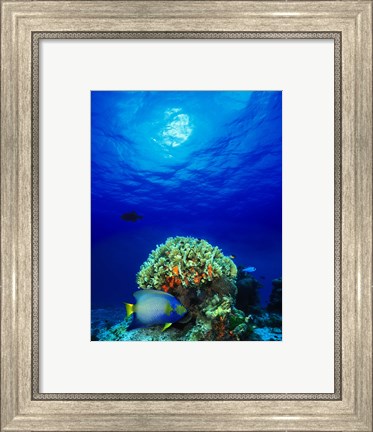 Framed Queen angelfish (Holacanthus ciliaris) and Blue chromis (Chromis cyanea) with Black Durgon in the sea Print