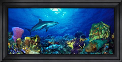 Framed Caribbean Reef shark (Carcharhinus perezi) Rainbow Parrotfish (Scarus guacamaia) in the sea Print