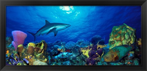 Framed Caribbean Reef shark (Carcharhinus perezi) Rainbow Parrotfish (Scarus guacamaia) in the sea Print