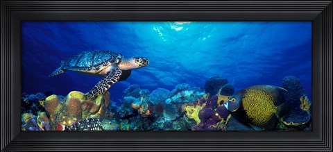 Framed Hawksbill turtle (Eretmochelys Imbricata) and French angelfish (Pomacanthus paru) with Stoplight Parrotfish (Sparisoma viride) Print