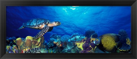 Framed Hawksbill turtle (Eretmochelys Imbricata) and French angelfish (Pomacanthus paru) with Stoplight Parrotfish (Sparisoma viride) Print