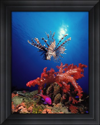 Framed Lionfish (Pteropterus radiata) and Squarespot anthias (Pseudanthias pleurotaenia) with soft corals in the ocean Print