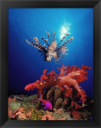 Framed Lionfish (Pteropterus radiata) and Squarespot anthias (Pseudanthias pleurotaenia) with soft corals in the ocean Print