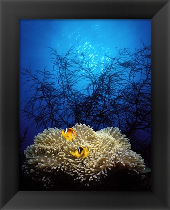 Framed Mat anemone and Allard&#39;s anemonefish (Amphiprion allardi) in the ocean Print