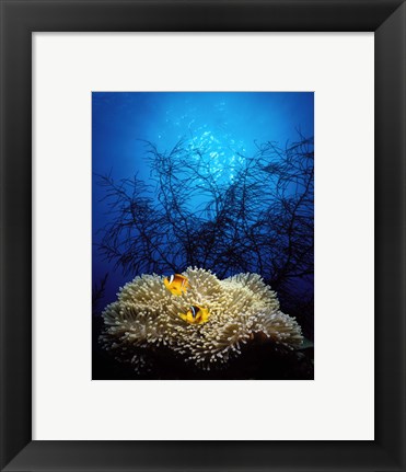 Framed Mat anemone and Allard&#39;s anemonefish (Amphiprion allardi) in the ocean Print