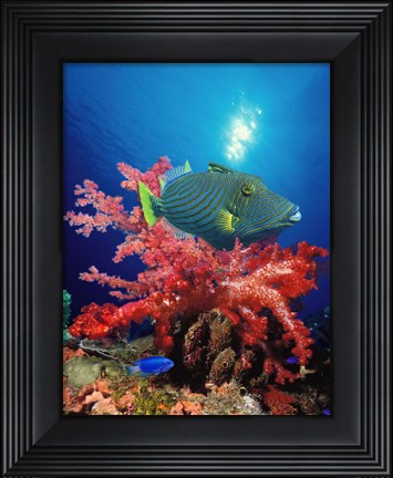 Framed Orange-Lined triggerfish (Balistapus undulatus) and soft corals in the ocean Print
