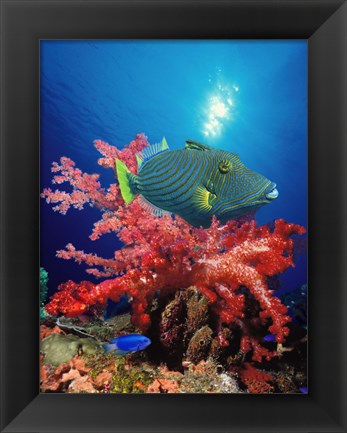 Framed Orange-Lined triggerfish (Balistapus undulatus) and soft corals in the ocean Print