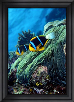 Framed Allard&#39;s anemonefish (Amphiprion allardi) in the ocean Print