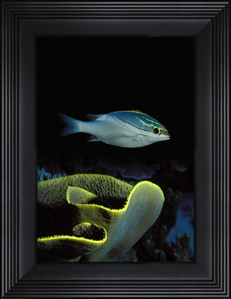 Framed Two-Lined monocle bream (Scolopsis bilineata) and coral in the ocean Print