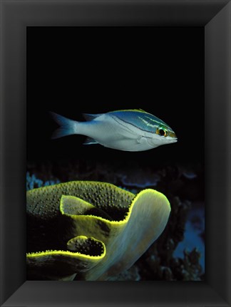 Framed Two-Lined monocle bream (Scolopsis bilineata) and coral in the ocean Print