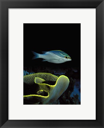 Framed Two-Lined monocle bream (Scolopsis bilineata) and coral in the ocean Print