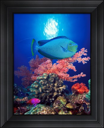 Framed Vlamings unicornfish and Squarespot anthias (Pseudanthias pleurotaenia) with soft corals in the ocean Print