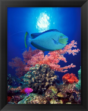 Framed Vlamings unicornfish and Squarespot anthias (Pseudanthias pleurotaenia) with soft corals in the ocean Print