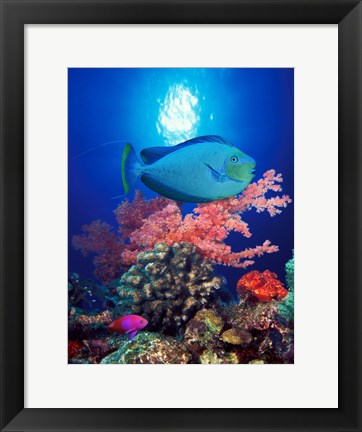Framed Vlamings unicornfish and Squarespot anthias (Pseudanthias pleurotaenia) with soft corals in the ocean Print