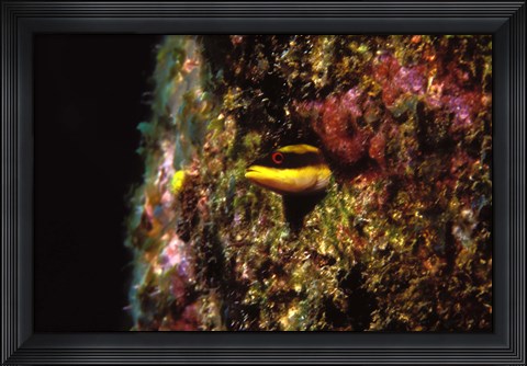 Framed Wrasse blenny in coral wall in the sea Print