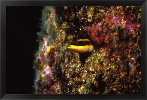 Framed Wrasse blenny in coral wall in the sea Print