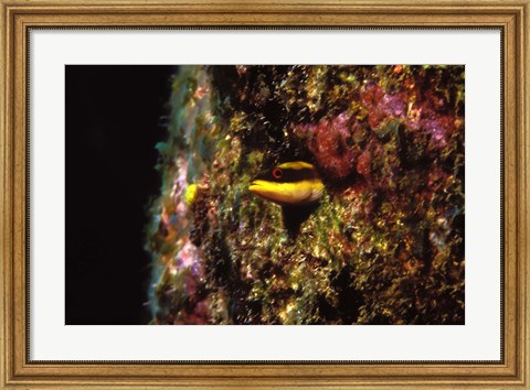 Framed Wrasse blenny in coral wall in the sea Print