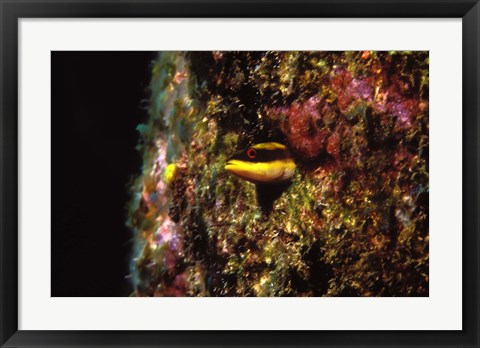 Framed Wrasse blenny in coral wall in the sea Print