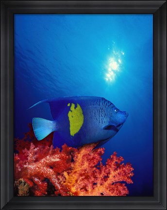 Framed Yellow-Banded angelfish (Pomacanthus maculosus) with soft corals in the ocean Print