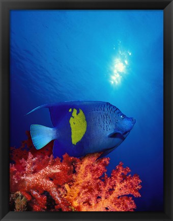 Framed Yellow-Banded angelfish (Pomacanthus maculosus) with soft corals in the ocean Print