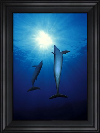 Framed Bottle-Nosed dolphins (Tursiops truncatus) in the sea Print