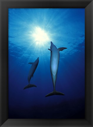 Framed Bottle-Nosed dolphins (Tursiops truncatus) in the sea Print