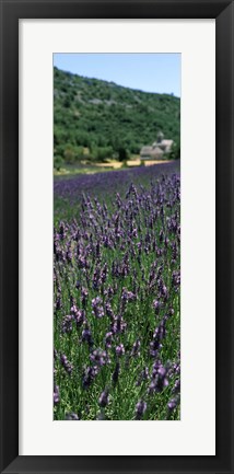 Framed Lavender crop with a monastery in the background, Abbaye De Senanque, Provence-Alpes-Cote d&#39;Azur, France Print