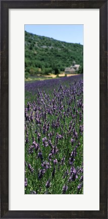 Framed Lavender crop with a monastery in the background, Abbaye De Senanque, Provence-Alpes-Cote d&#39;Azur, France Print