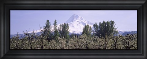 Framed Fruit trees in an orchard with a snowcapped mountain in the background, Mt Hood, Hood River Valley, Oregon, USA Print