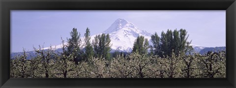 Framed Fruit trees in an orchard with a snowcapped mountain in the background, Mt Hood, Hood River Valley, Oregon, USA Print