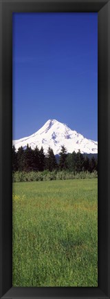 Framed Field with a snowcapped mountain in the background, Mt Hood, Oregon (vertical) Print