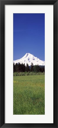 Framed Field with a snowcapped mountain in the background, Mt Hood, Oregon (vertical) Print