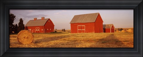 Framed Red barns in a farm, Palouse, Whitman County, Washington State, USA Print