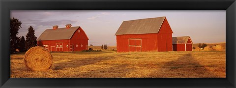 Framed Red barns in a farm, Palouse, Whitman County, Washington State, USA Print