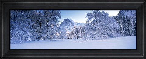 Framed Oak trees and rock formations covered with snow, Half Dome, Yosemite National Park, California Print
