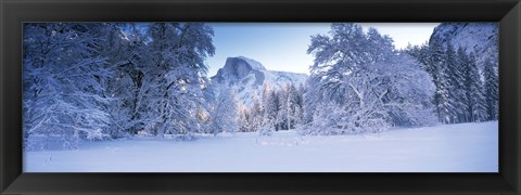 Framed Oak trees and rock formations covered with snow, Half Dome, Yosemite National Park, California Print
