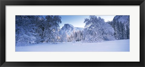 Framed Oak trees and rock formations covered with snow, Half Dome, Yosemite National Park, California Print