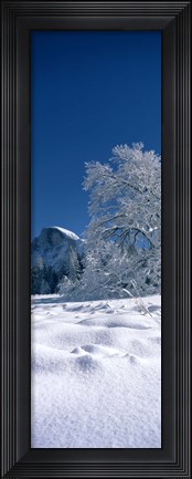 Framed Oak tree and rock formations covered with snow, Half Dome, Yosemite National Park, Mariposa County, California, USA Print
