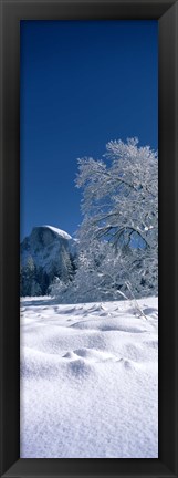 Framed Oak tree and rock formations covered with snow, Half Dome, Yosemite National Park, Mariposa County, California, USA Print