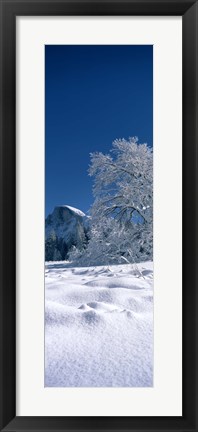 Framed Oak tree and rock formations covered with snow, Half Dome, Yosemite National Park, Mariposa County, California, USA Print