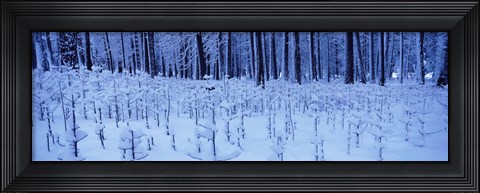 Framed Snow covered trees on a landscape, Yosemite Valley, Yosemite National Park, Mariposa County, California, USA Print