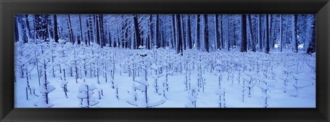 Framed Snow covered trees on a landscape, Yosemite Valley, Yosemite National Park, Mariposa County, California, USA Print