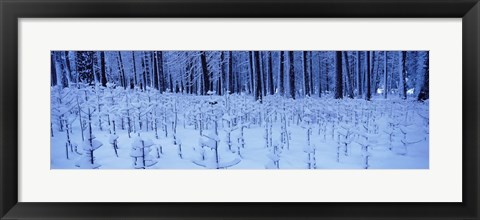 Framed Snow covered trees on a landscape, Yosemite Valley, Yosemite National Park, Mariposa County, California, USA Print