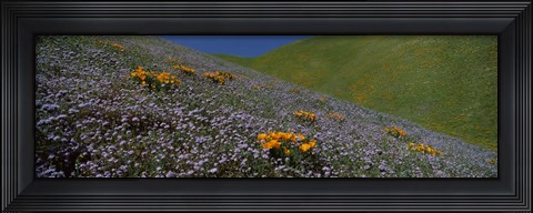Framed Purple and Orange Wildflowers on a hillside, California Print