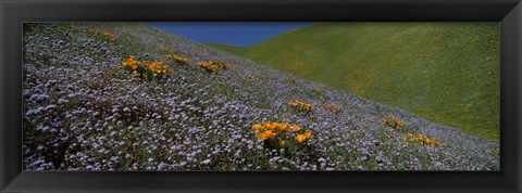 Framed Purple and Orange Wildflowers on a hillside, California Print