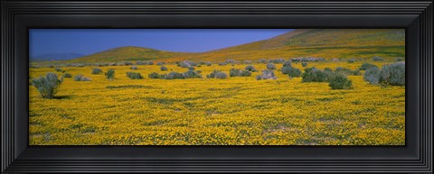 Framed Yellow Wildflowers on a landscape, California Print