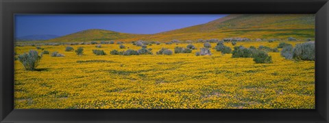 Framed Yellow Wildflowers on a landscape, California Print