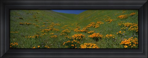 Framed Orange Wildflowers on a hillside, California Print